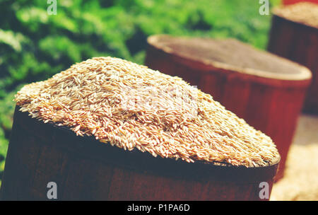 Eimer Samen Stockfoto