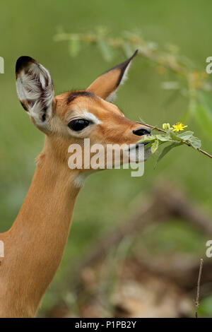 Weibliche Impala und gelbe Blume im Krüger Nationalpark, Südafrika Stockfoto