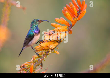 White-bellied Sunbird auf einer Aloe im Krüger Nationalpark, Südafrika Stockfoto