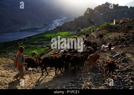 Ein Hirte seine Herde zu Hause Dhankar Dorf in Spiti, HP, Indien. Stockfoto