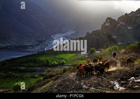 Ein Hirte seine Herde zu Hause Dhankar Dorf in Spiti, HP, Indien. Stockfoto