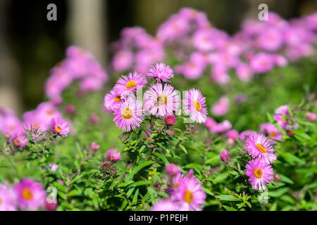 Buschige aster, Symphyotrichum dumosum, Anlage im aster Familie mit Biene. Malerische helle Anlage im Herbst Stockfoto