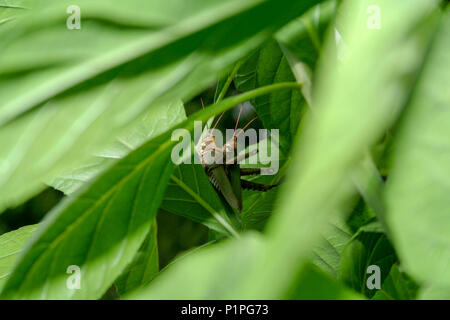 Grasshopper (Coryacris angustipennis), ein paar Heuschrecken Paaren auf Blatt, durch die grünen Blätter, Asuncion, Paraguay gesehen Stockfoto