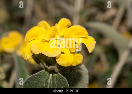 Eine mediterrane Strauch mit fetter Grauer verlässt Jerusalem Salbei, Phlomis fruticosa, mit Kapuze, leuchtend gelben Blüten auf floralen architektonische Stiele Stockfoto