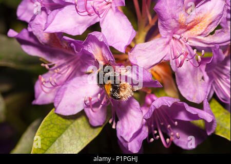 Hummel auf Rhododendron Blten Stockfotografie - Alamy