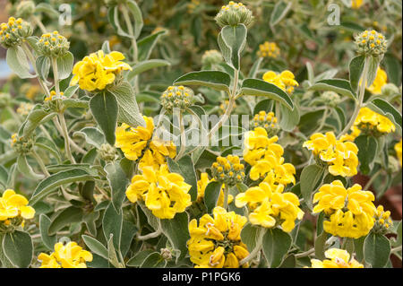 Eine mediterrane Strauch mit fetter Grauer verlässt Jerusalem Salbei, Phlomis fruticosa, mit Kapuze, leuchtend gelben Blüten auf floralen architektonische Stiele Stockfoto