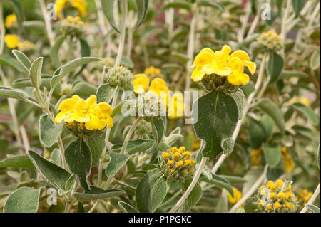 Eine mediterrane Strauch mit fetter Grauer verlässt Jerusalem Salbei, Phlomis fruticosa, mit Kapuze, leuchtend gelben Blüten auf floralen architektonische Stiele Stockfoto