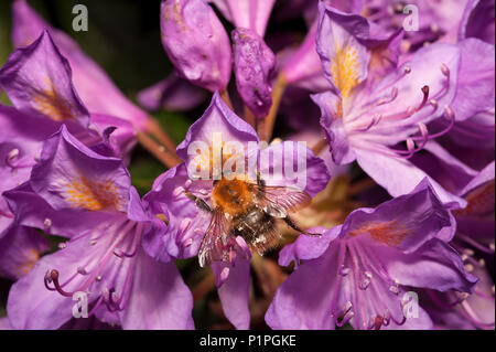 Ein Feeding Frenzy Einziehen auf wilde Rhododendron Blumen hat Links Hummeln beschichtet in pollen alle über Einhaltung der feinen Haare am Körper Bombus pascuorum Stockfoto