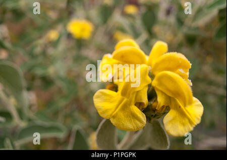 Eine mediterrane Strauch mit fetter Grauer verlässt Jerusalem Salbei, Phlomis fruticosa, mit Kapuze, leuchtend gelben Blüten auf floralen architektonische Stiele Stockfoto