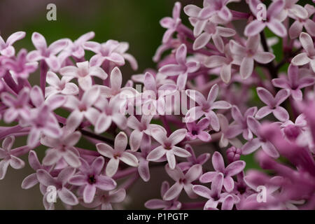 Zarte frische Blüte von Miniatur Flieder, Syringa Baum kann man mit Variationen von rosa Blüten stark duftenden Stockfoto