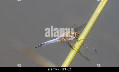 Black-tailed Skimmer männlichen auf Reed stammen. Orthetrum Cancellatum. Schöne blaue und gelbe Libelle auf einem grauen Hintergrund mit Leerzeichen. Stockfoto