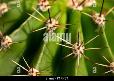 Cactus Detail des scharfen Stacheln von Echinopsis backebergii eine Anpassung des Blattes für Schutz und Hilfe Wasserverlust in Wüste reduzieren Stockfoto