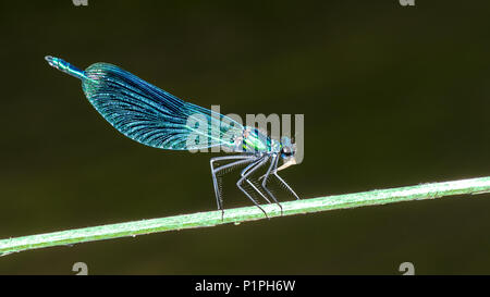 Gebänderte demoiselle damselfly Männchen auf Anlage halten. Calopteryx splendens. Schönes Detail des Blue Dragonfly essen Beute. Fließend Wasser Hintergrund. Stockfoto
