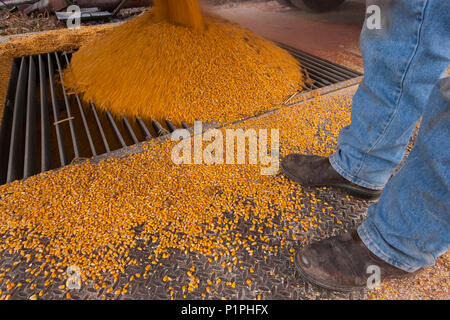 Mais gießt aus grain Truck in die Gitter an der Korn-Trockner und bin Komplex bei der Maisernte, Minnesota, Vereinigte Staaten von Amerika Stockfoto