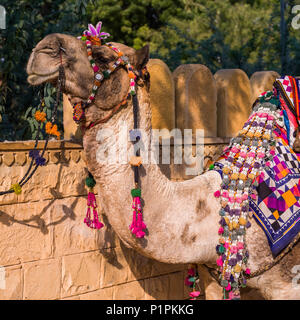 Nahaufnahme einer verziert Kamel mit bunten Quasten und Stoff; Jaisalmer, Rajasthan, Indien Stockfoto