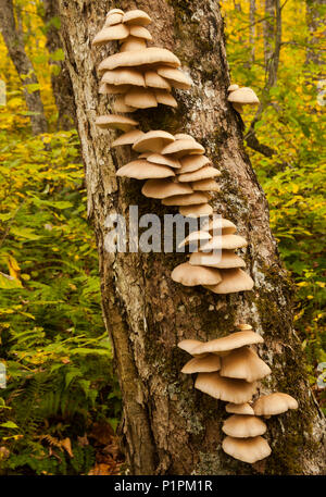 Pilze wachsen auf einem Baumstamm, einer Wasserrinne Lake Trail, Nova Scotia, Kanada Stockfoto