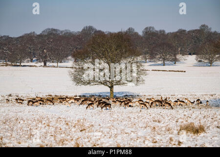 Red Deer (Cervus elaphus) und Damwild (Dama Dama) Beweidung unter Baum im Schnee; London, England Stockfoto
