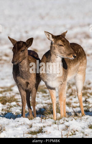 Red Deer (Cervus elaphus) und Damwild (Dama Dama) Seite an Seite im Schnee; London, England Stockfoto