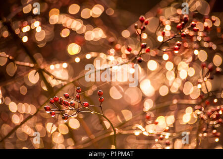 Glitzernden Regentropfen und wildrosenfrüchten Gegenlicht der Sonne; Bedford, Nova Scotia, Kanada Stockfoto