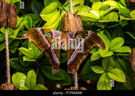 Cobra Motte (Attacus Atlas), botanische Gärten, Montreal, Quebec, Kanada Stockfoto