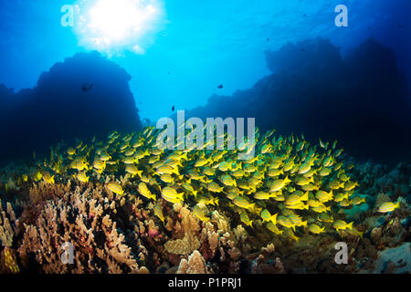 Große Schule von Bluestripe Schnapper (Lutjanus kasmira) Schwimmen über gesunden Riff; Lanai City, Lanai, Hawaii, Vereinigte Staaten von Amerika Stockfoto