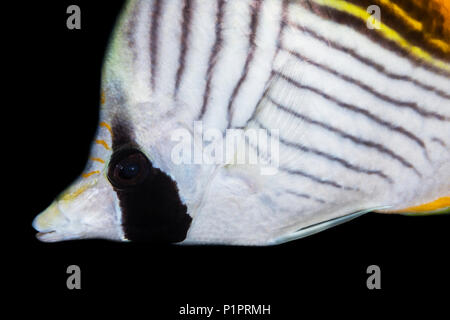 Nahaufnahme einer threadfin Falterfische (Chaetodon auriga); Maui, Hawaii, Vereinigte Staaten von Amerika Stockfoto