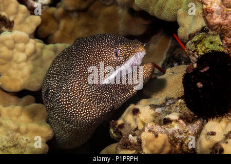 Nahaufnahme einer Whitemouth Muränen Gymnothorax Eeel (MELEAGRIS); Maui, Hawaii, Vereinigte Staaten von Amerika Stockfoto