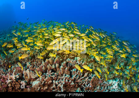 Große Schule von Bluestripe Schnapper (Lutjanus kasmira) Schwimmen über gesunden Riff; Lanai City, Lanai, Hawaii, Vereinigte Staaten von Amerika Stockfoto