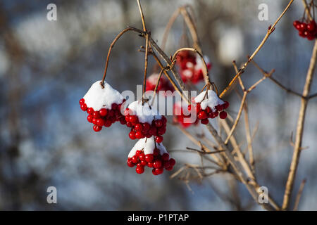 Cluster von roten Beeren im Schnee und hängenden Ästen bedeckt; Fulford, Quebec, Kanada Stockfoto