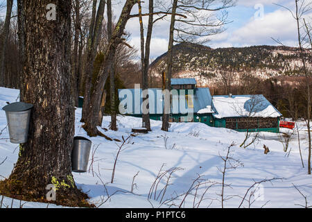 Die Eimer auf Ahorn Bäume sammeln im Winter sap; Potton, Quebec, Kanada Stockfoto