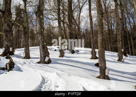 Die Eimer auf Ahorn Bäume sammeln im Winter sap; Potton, Quebec, Kanada Stockfoto
