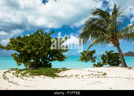 Tropische Jolly Harbour Beach entlang der Karibischen Meer mit weißen Sand und Bäume; Antigua und Barbuda Stockfoto