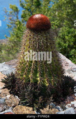 Der Türke Cap Cactus melocactus intortus (); Shirley Heights, Antigua und Barbuda Stockfoto