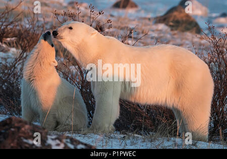 Mutter und cub Eisbären (Ursus maritimus), die ein bewegender Moment; Churchill, Manitoba, Kanada Stockfoto