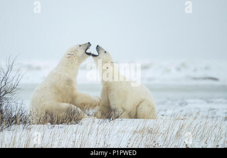 Eisbären (Ursus maritimus) "jawing' gegenseitig bei ihren Spielen sparring; Churchill, Manitoba, Kanada Stockfoto