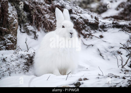 Arktis Hase (Lepus arcticus) im Schnee; Churchill, Manitoba, Kanada Stockfoto