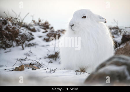 Arktis Hase (Lepus arcticus) im Schnee; Churchill, Manitoba, Kanada Stockfoto