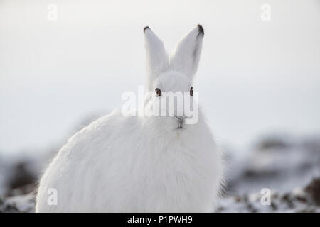 Arktis Hase (Lepus arcticus) im Schnee; Churchill, Manitoba, Kanada Stockfoto