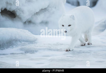 Arctic Fuchs (Vulpes lagopus) Wandern im Schnee; Churchill, Manitoba, Kanada Stockfoto