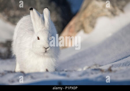 Arktis Hase (Lepus arcticus) im Schnee; Churchill, Manitoba, Kanada Stockfoto