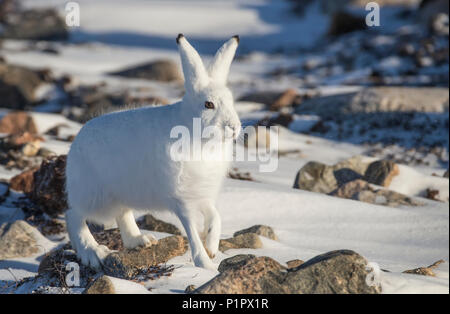 Arktis Hase (Lepus arcticus) im Schnee; Churchill, Manitoba, Kanada Stockfoto