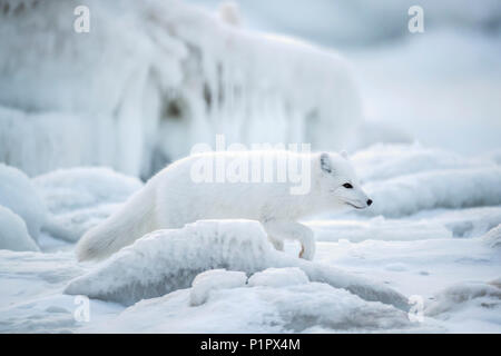 Arctic Fuchs (Vulpes lagopus) zu Fuß durch die eisbrocken auf Hudson Bay; Churchill, Manitoba, Kanada Stockfoto