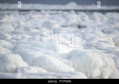 Arctic Fuchs (Vulpes lagopus) zu Fuß durch die eisbrocken auf Hudson Bay; Churchill, Manitoba, Kanada Stockfoto