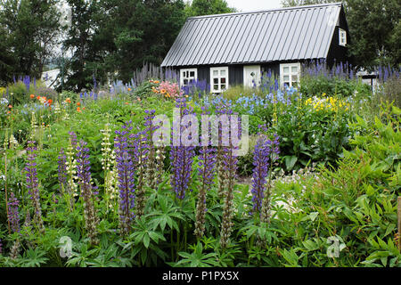 Außenansicht der blühenden Blumengärten und Eyrarlandsstofa Haus, Akureyri Botanischer Garten, North Island, Island Stockfoto