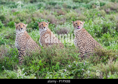 Drei Geparden (Acinonyx jubatus) in einer Reihe sitzen; Ndutu, Tansania Stockfoto
