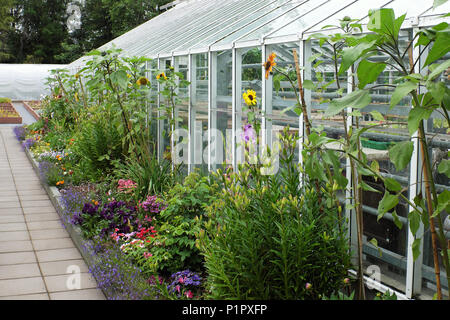 Außenansicht der blühenden Blumen und Gewächshaus, Akureyri Botanischer Garten, North Island, Island Stockfoto