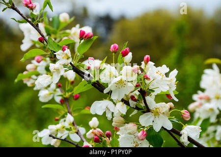 Crabapple tree Blüte; New York, Vereinigte Staaten von Amerika Stockfoto