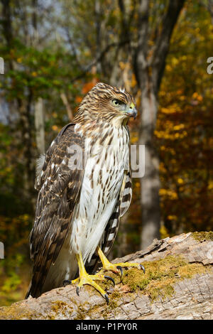 Unreife Cooper's Habicht (Accipiter cooperii), Finger Lakes Region; New York, Vereinigte Staaten von Amerika Stockfoto