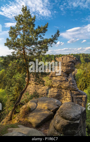 Kiefer wächst auf dem Rand einer Klippe. Der Tschechischen Republik Stockfoto