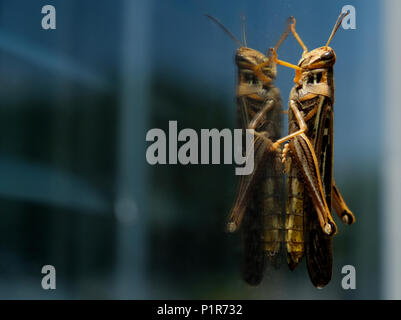 Amerikanische birdwing Heuschrecke auf der Außenseite, auf der Scheibe mit der Reflexion zurück starrte. Raleigh North Carolina. Stockfoto